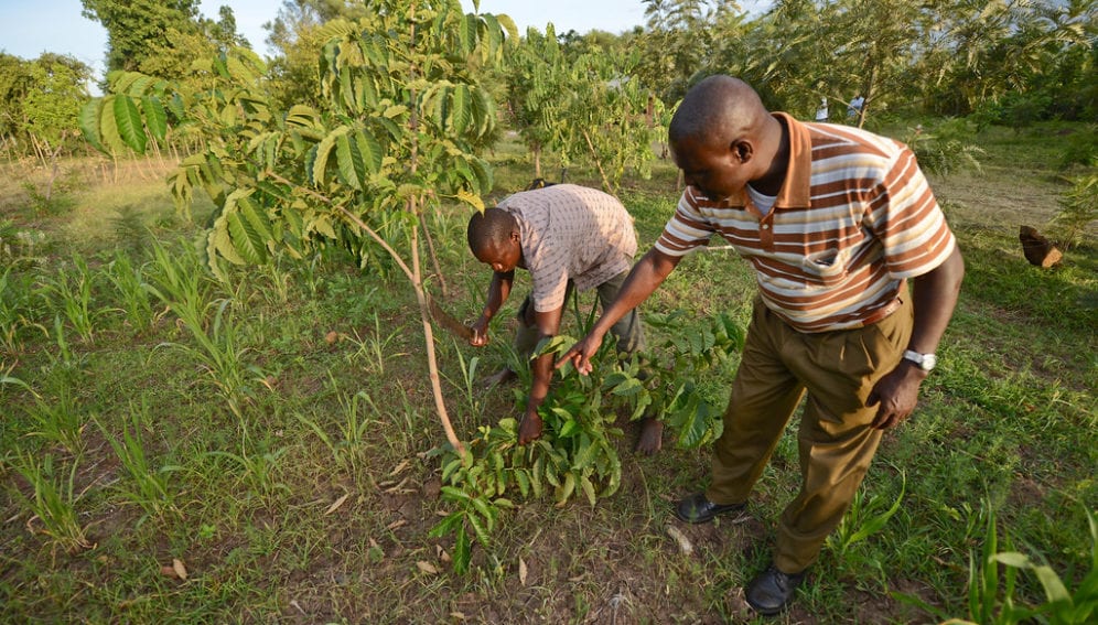 L'arbre au cœur des systèmes de production