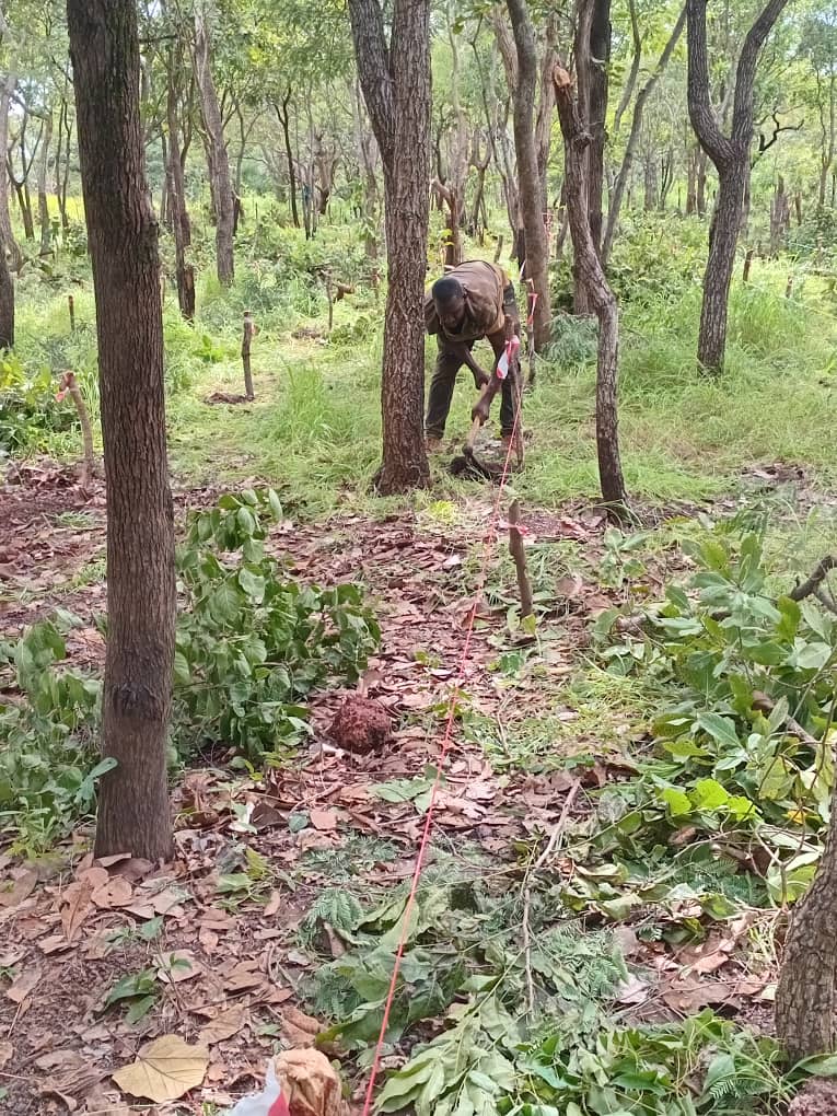 Reboisement à Soumankoï