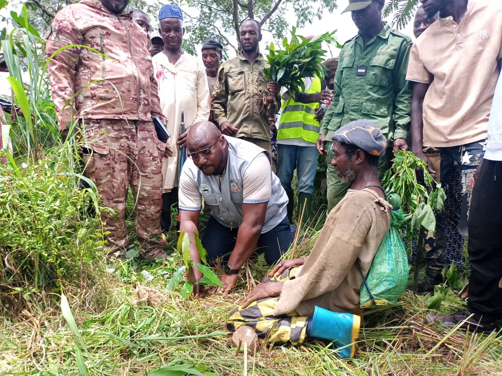 Photo du projet — 30 hectares reboisees de plants melina