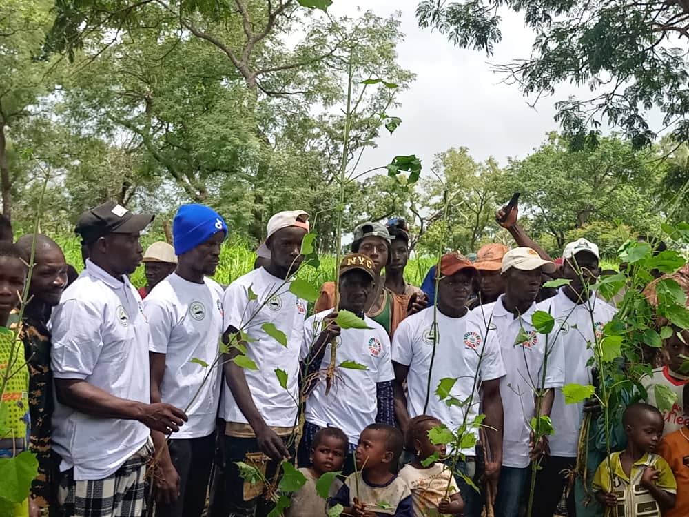 Photo du projet — 30 hectares reboisees de plants melina