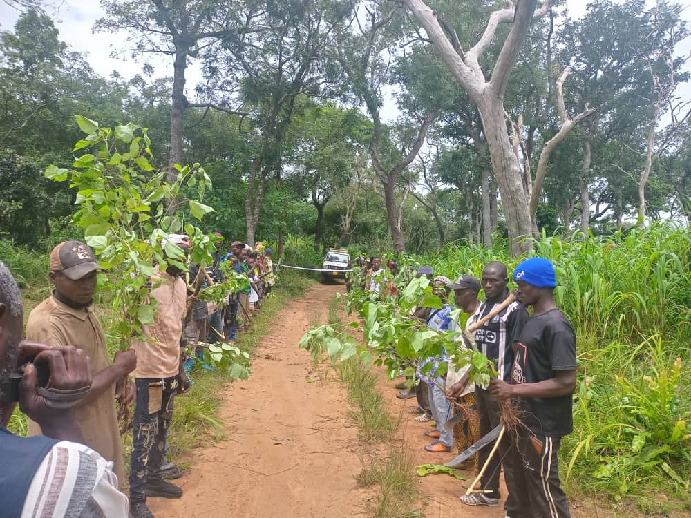Photo du projet — 30 hectares reboisees de plants melina